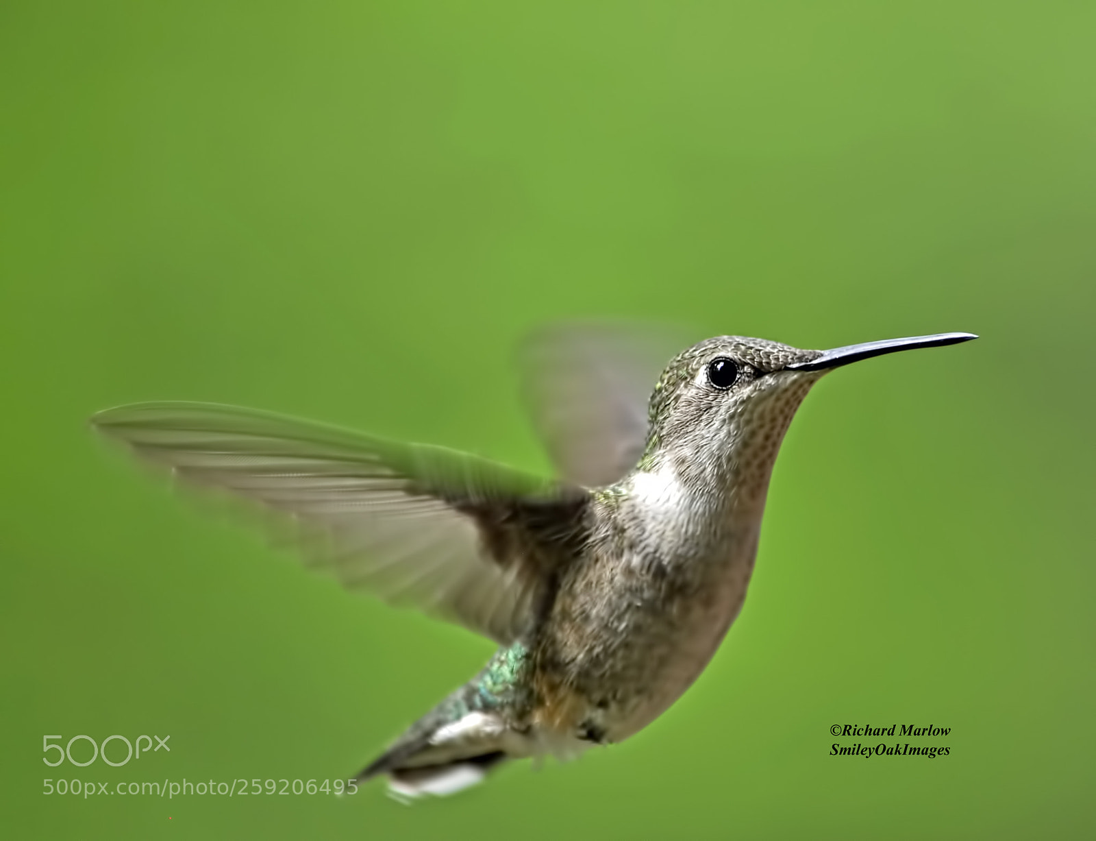 Nikon D5000 sample photo. Hummingbird photography