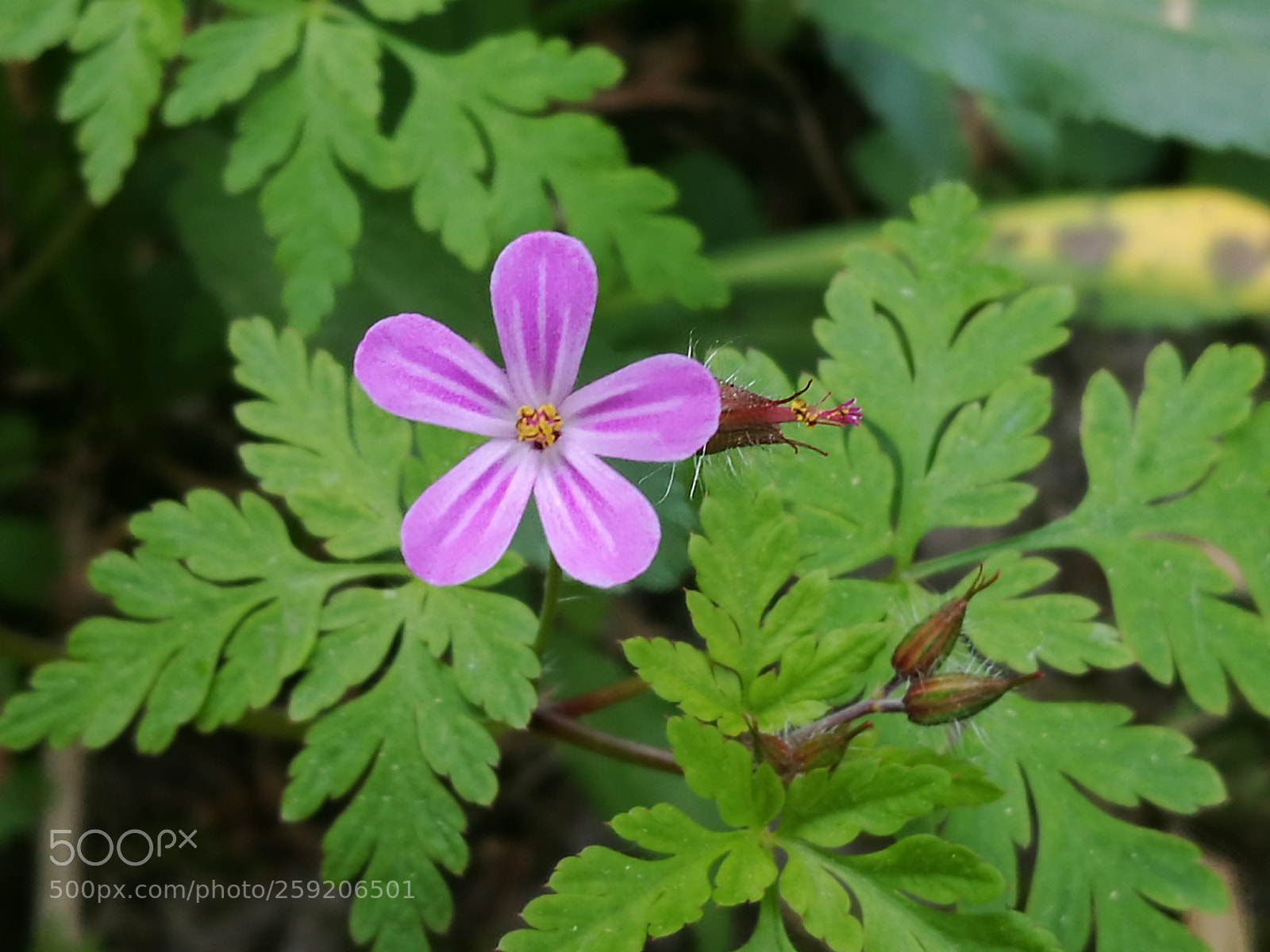 HUAWEI P9 sample photo. Herbe à robert photography