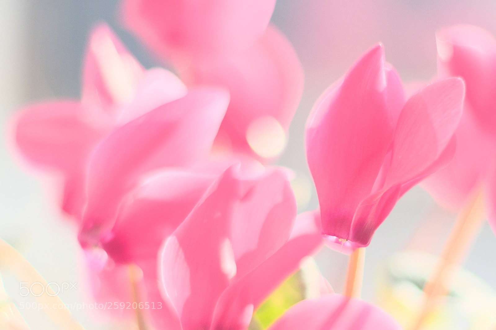 Pentax K-50 sample photo. Cyclamen photography