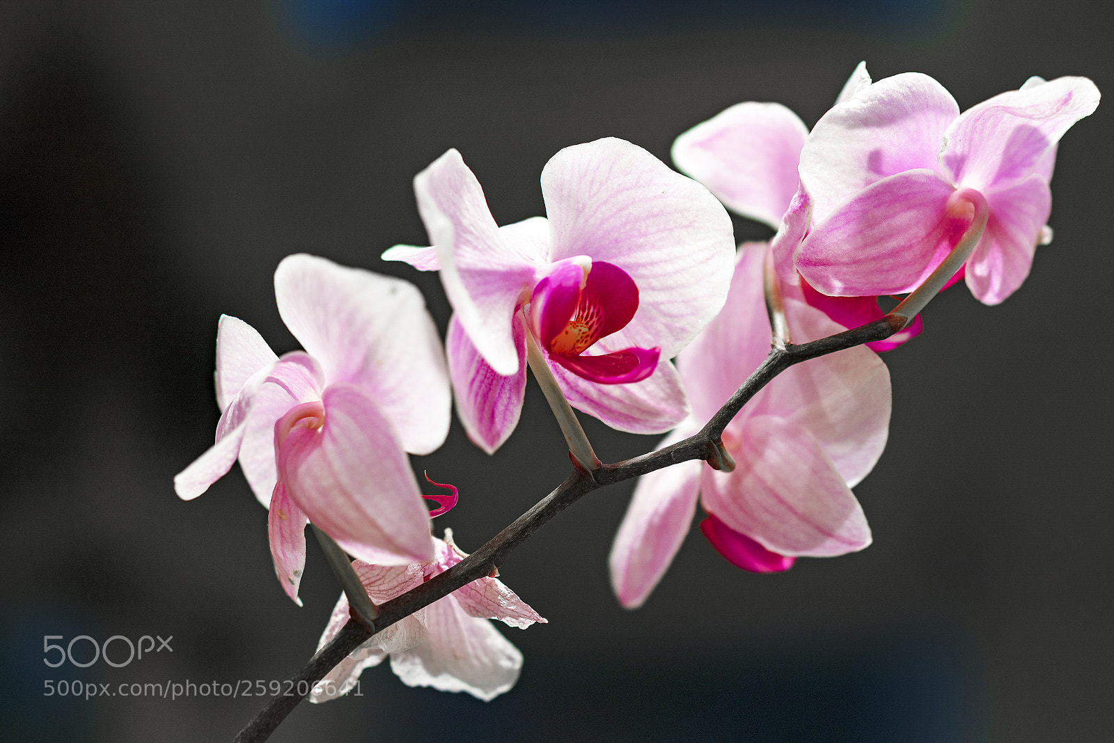 Sony a7R III sample photo. Pink orchids blooming photography