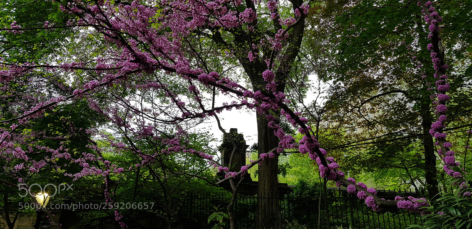Samsung Galaxy S8+ sample photo. Central park blooms photography