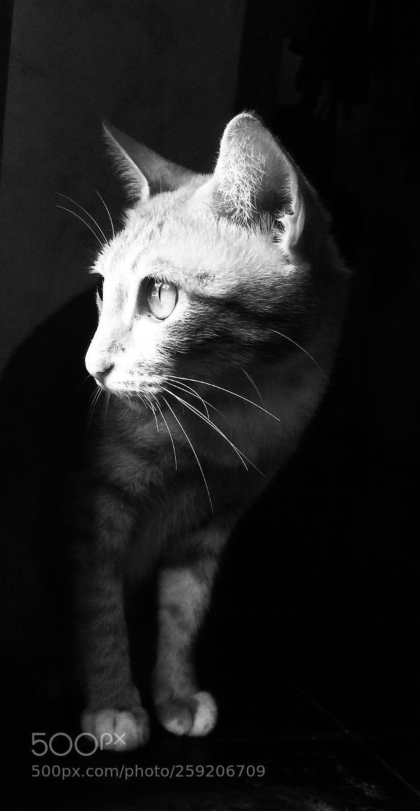 Apple iPhone 5s sample photo. Hoops photography