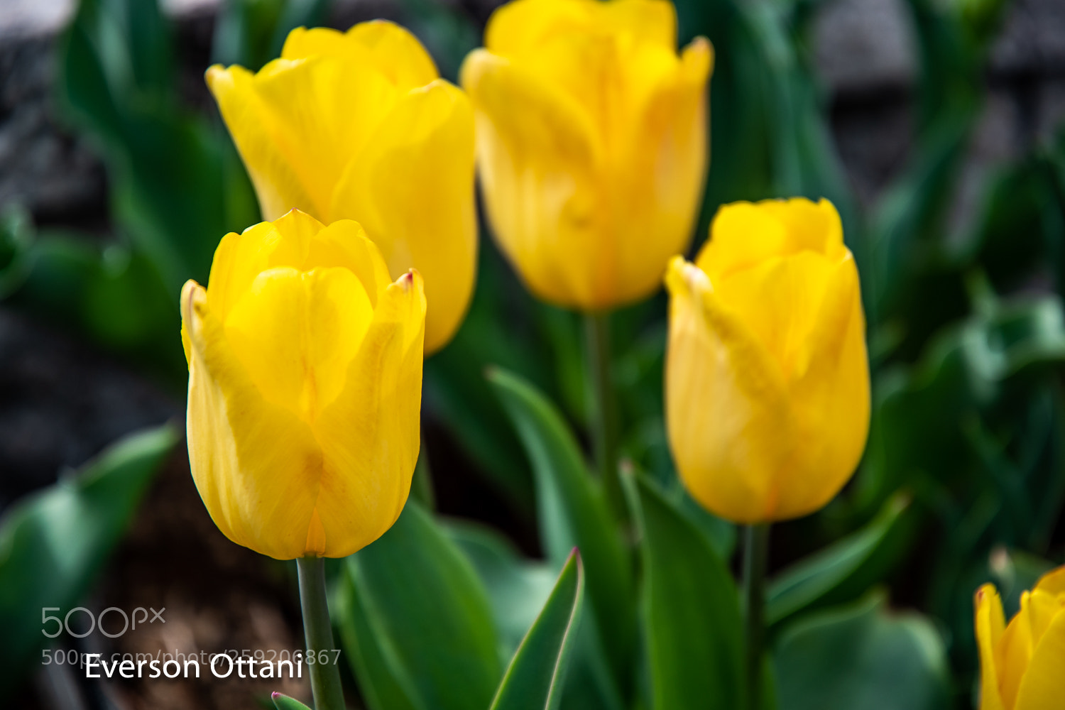 Nikon D500 sample photo. Yellow tulip photography
