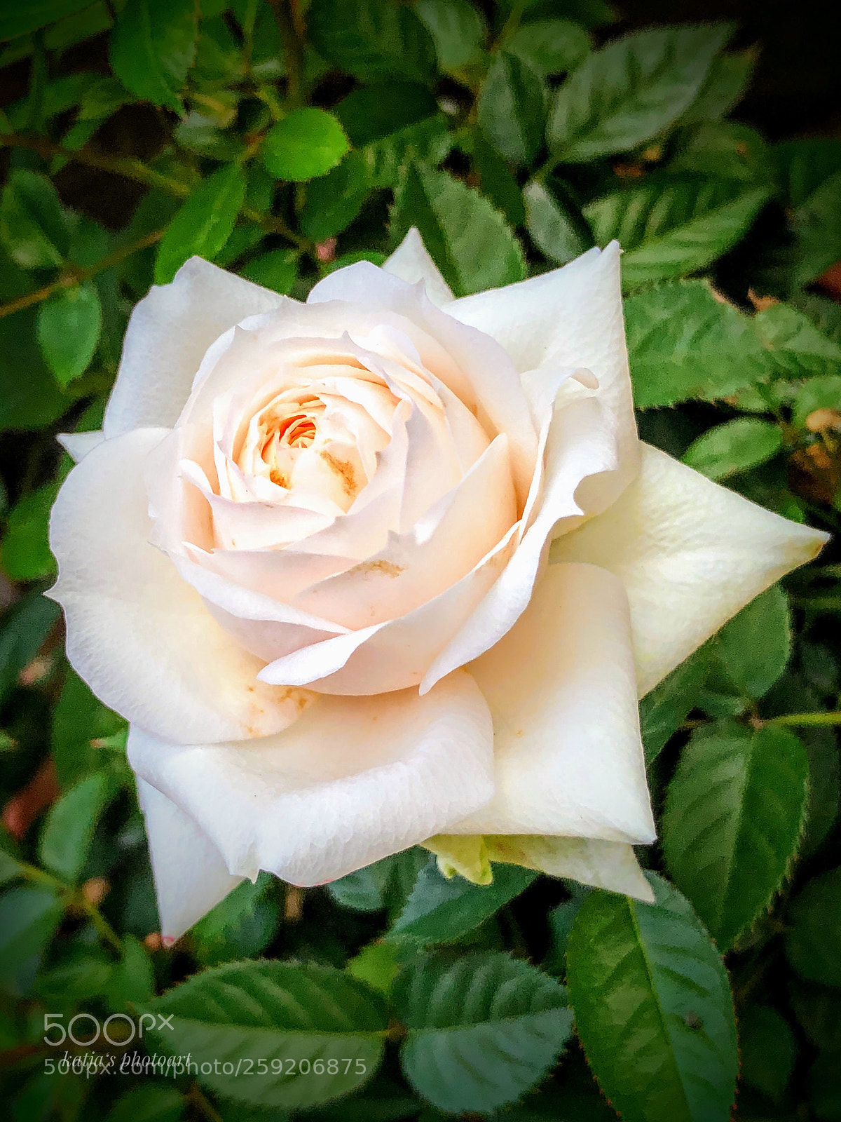 Apple iPhone X sample photo. Rose ?  photography