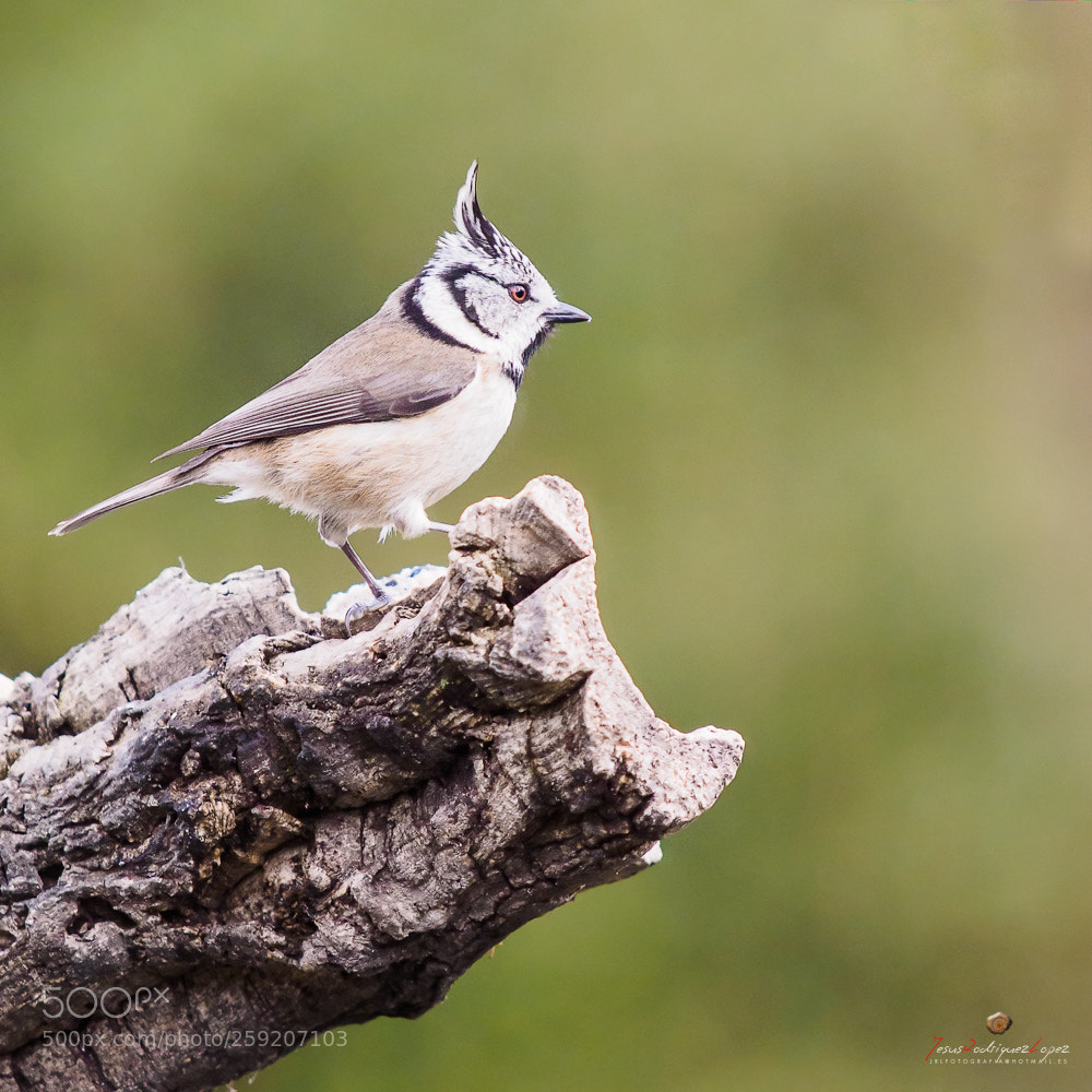 Olympus OM-D E-M1 sample photo. Herrerillo capuchino photography