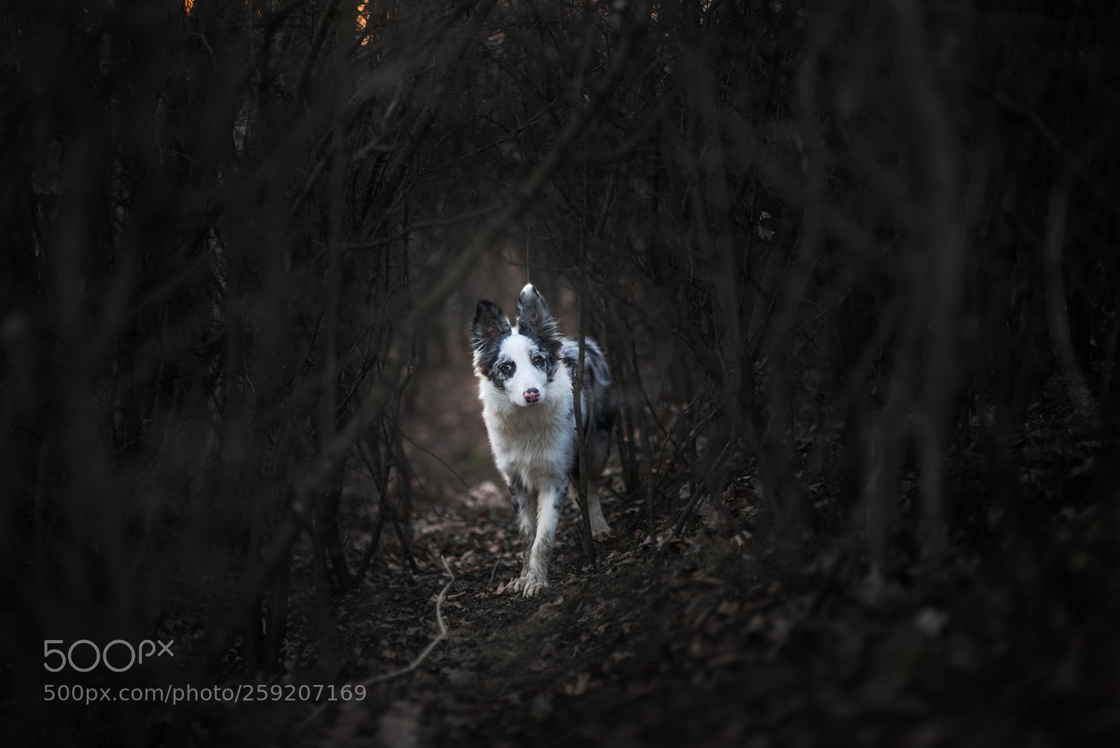 Nikon D610 sample photo. Angel photography