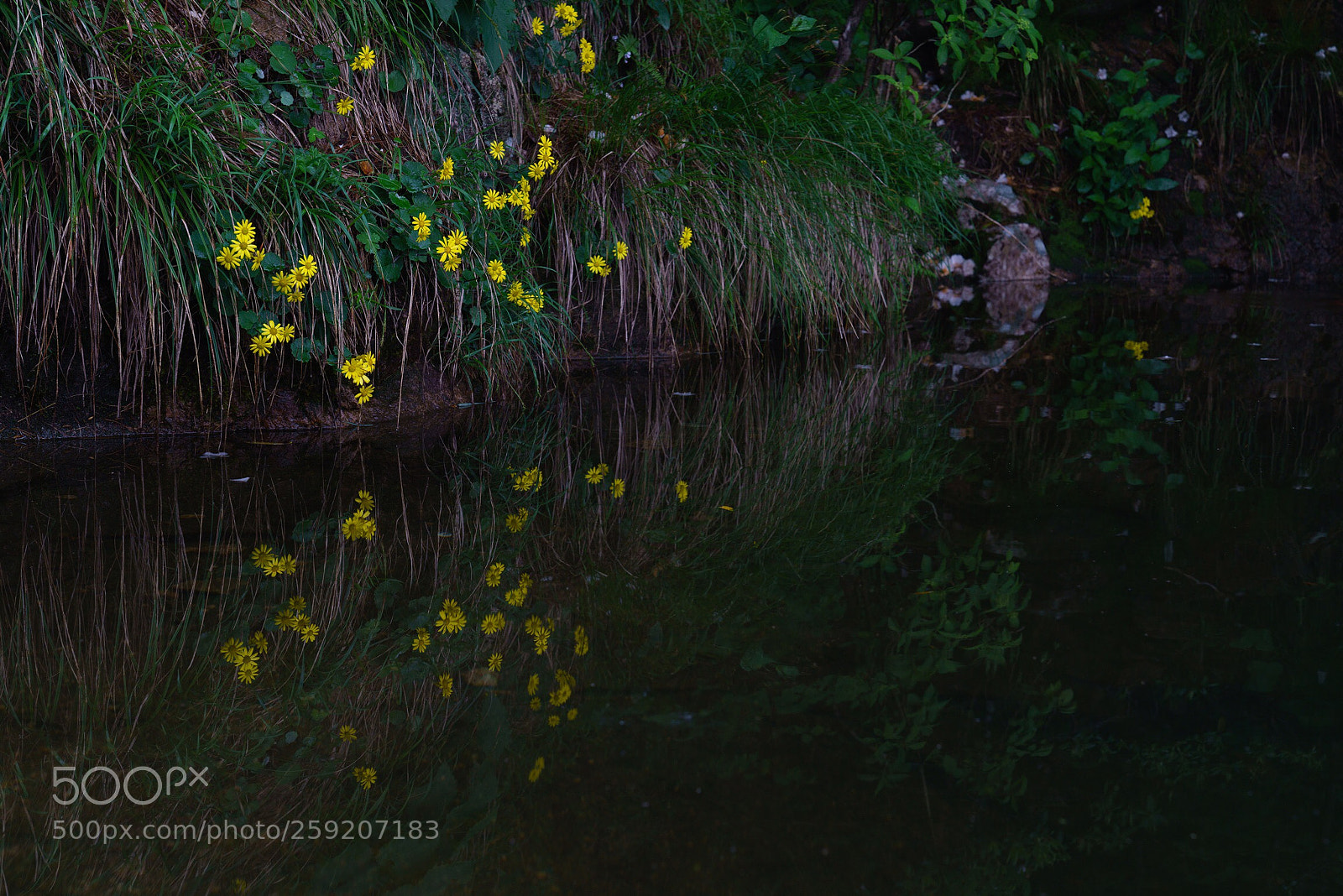 Sony a7R III sample photo. Untitled photography
