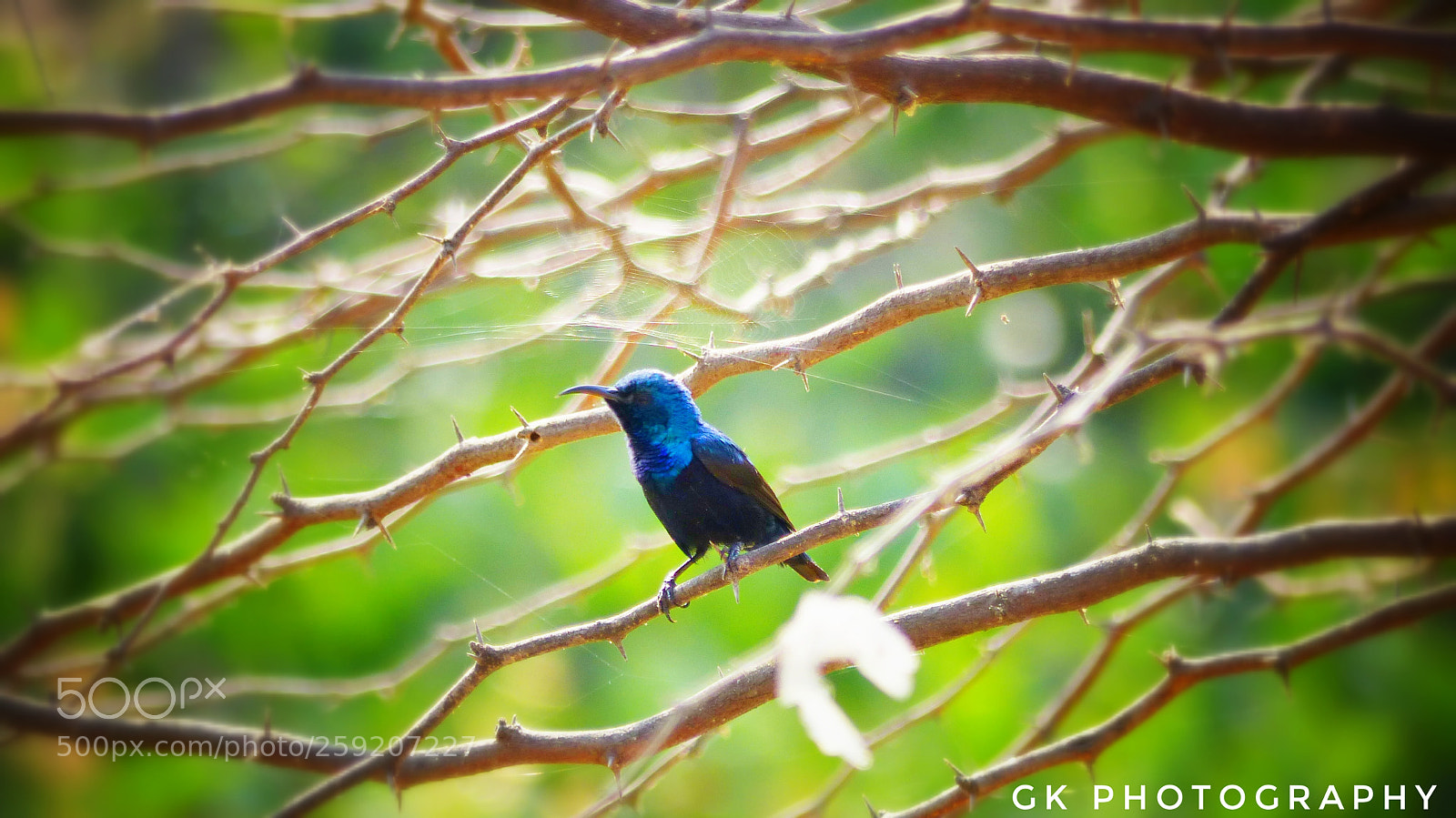 Panasonic Lumix DMC-FZ200 sample photo. Blue with green photography