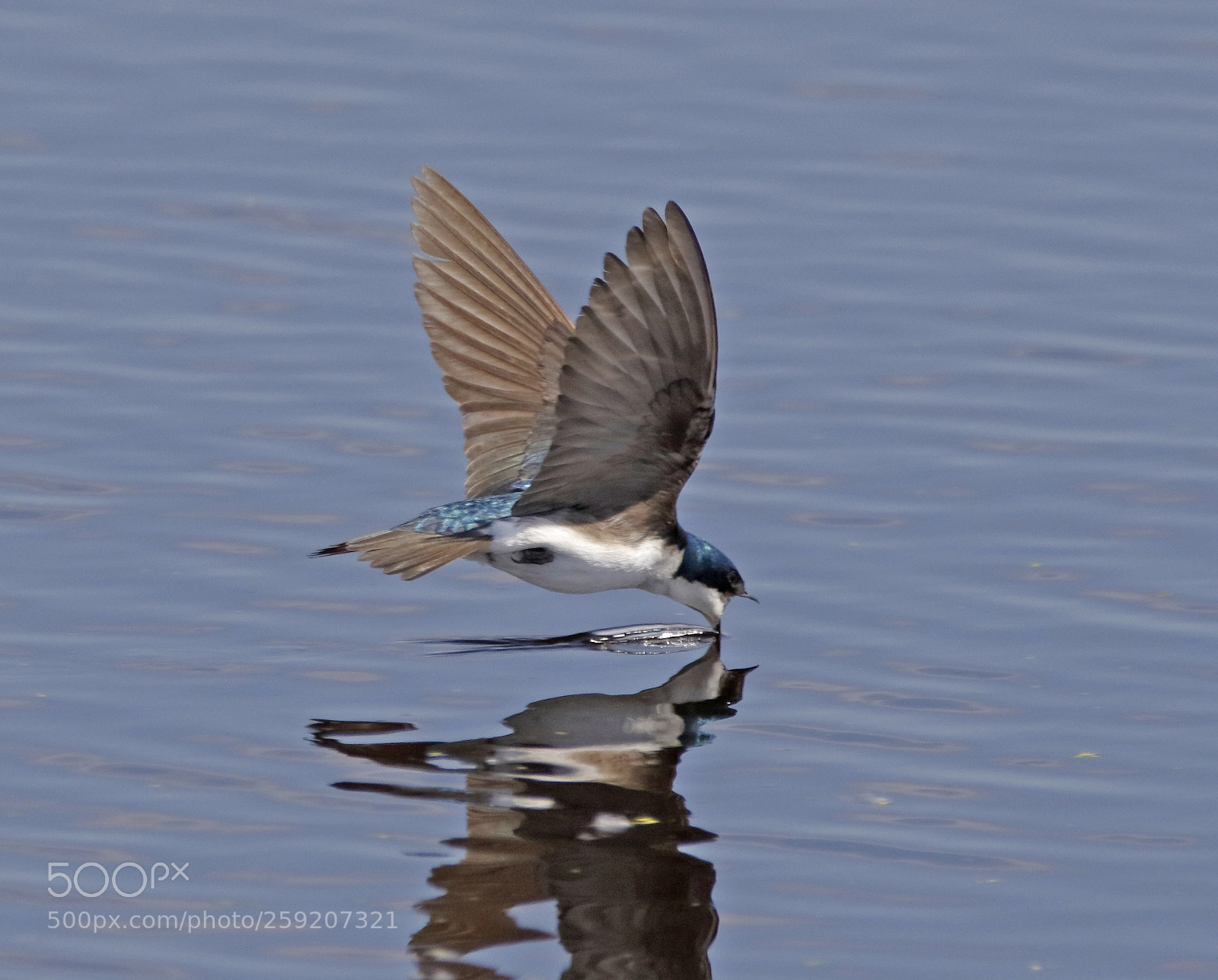 Canon EOS 7D Mark II sample photo. Treeswallow drinking photography
