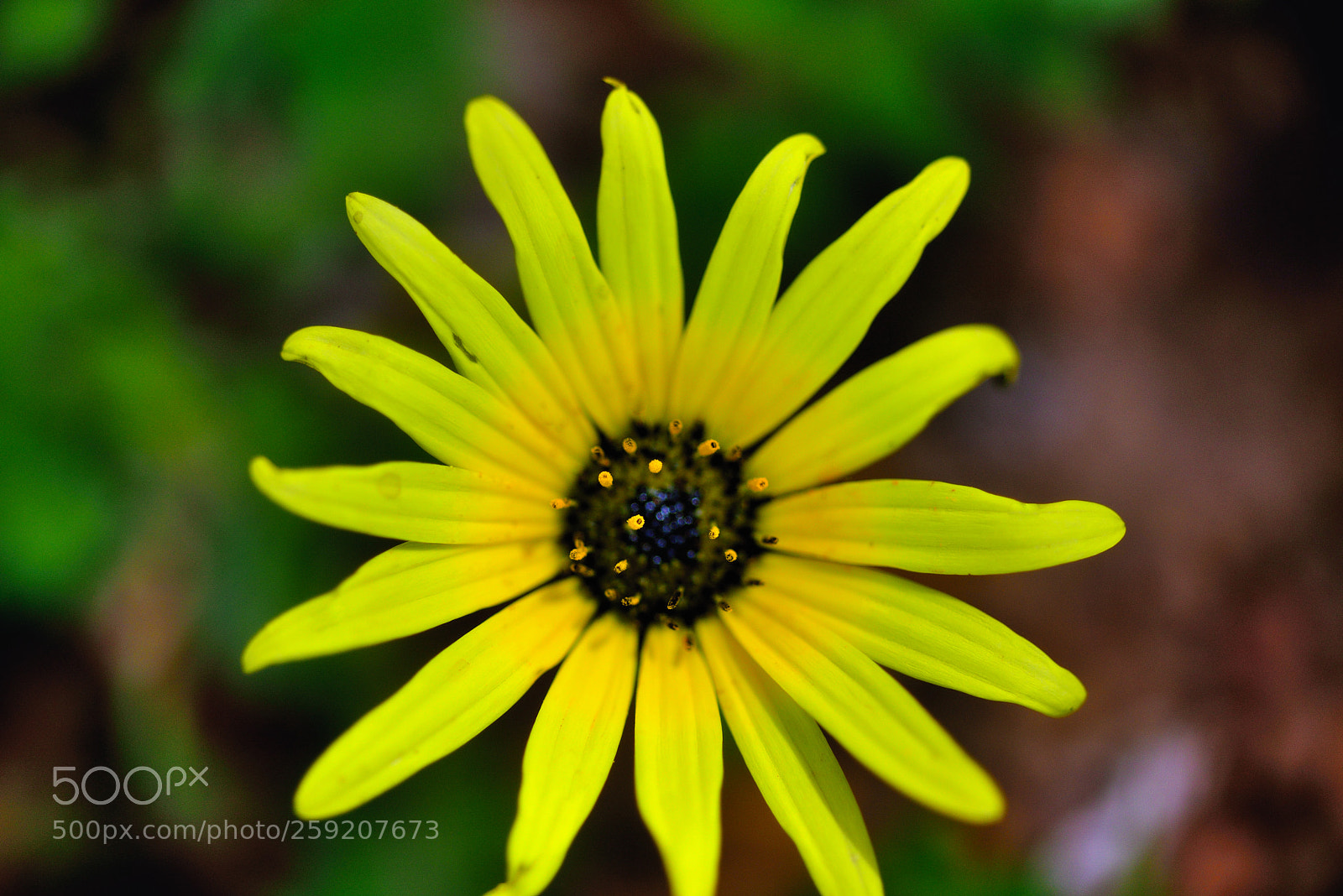 Nikon D800E sample photo. Welcome photography