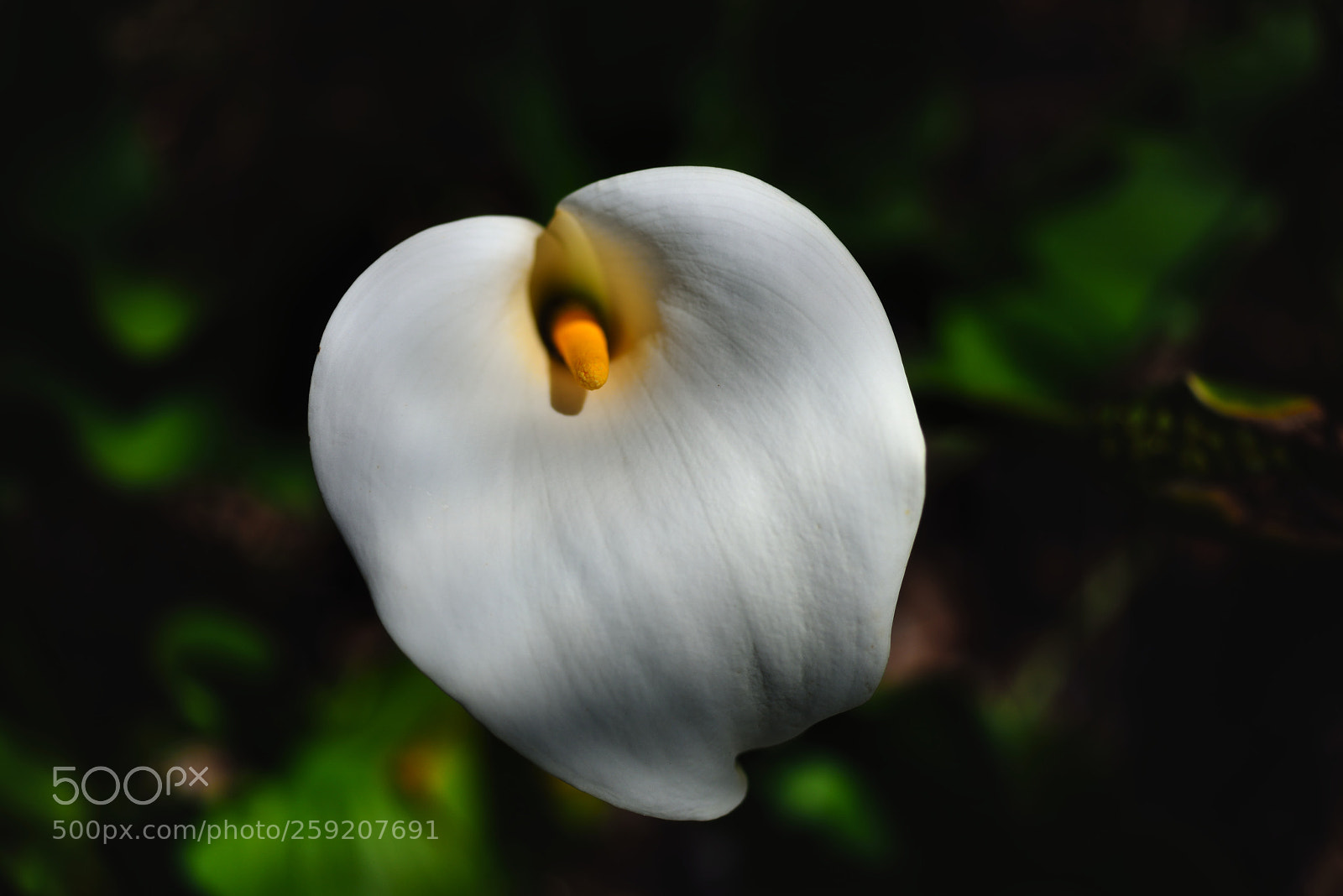 Nikon D800E sample photo. Beauty photography