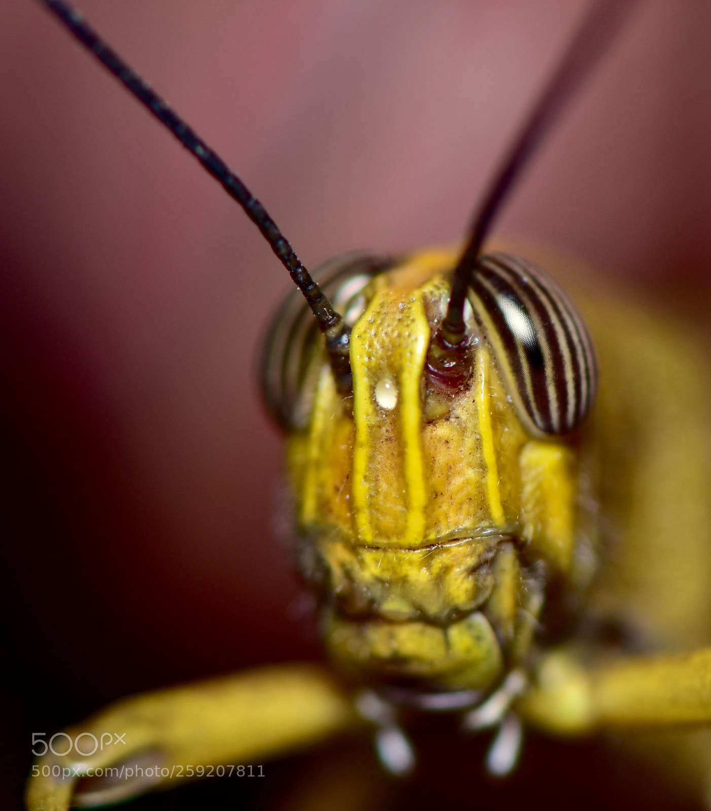 Nikon D7200 sample photo. Untitled photography