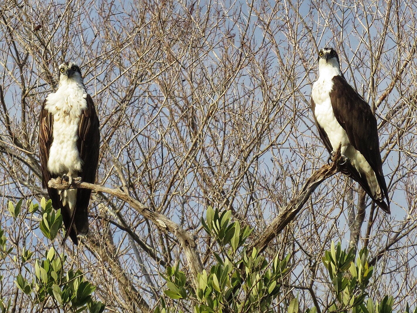 Canon PowerShot SX280 HS sample photo. Osprey sentinels  photography