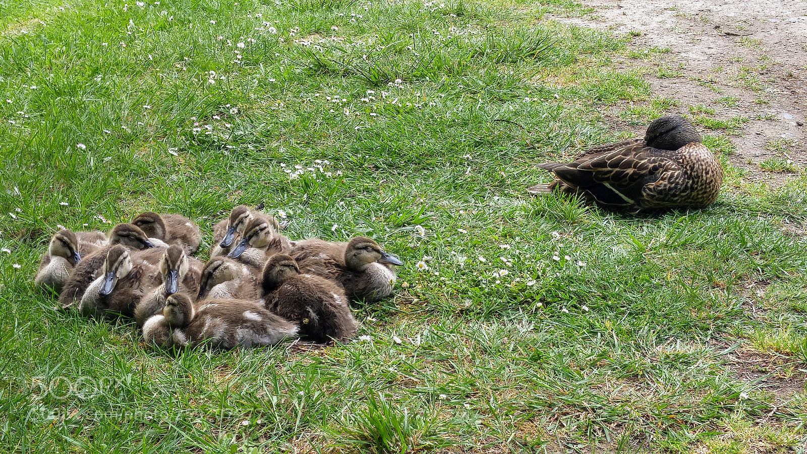 LG G4 sample photo. Mallard duck family photography