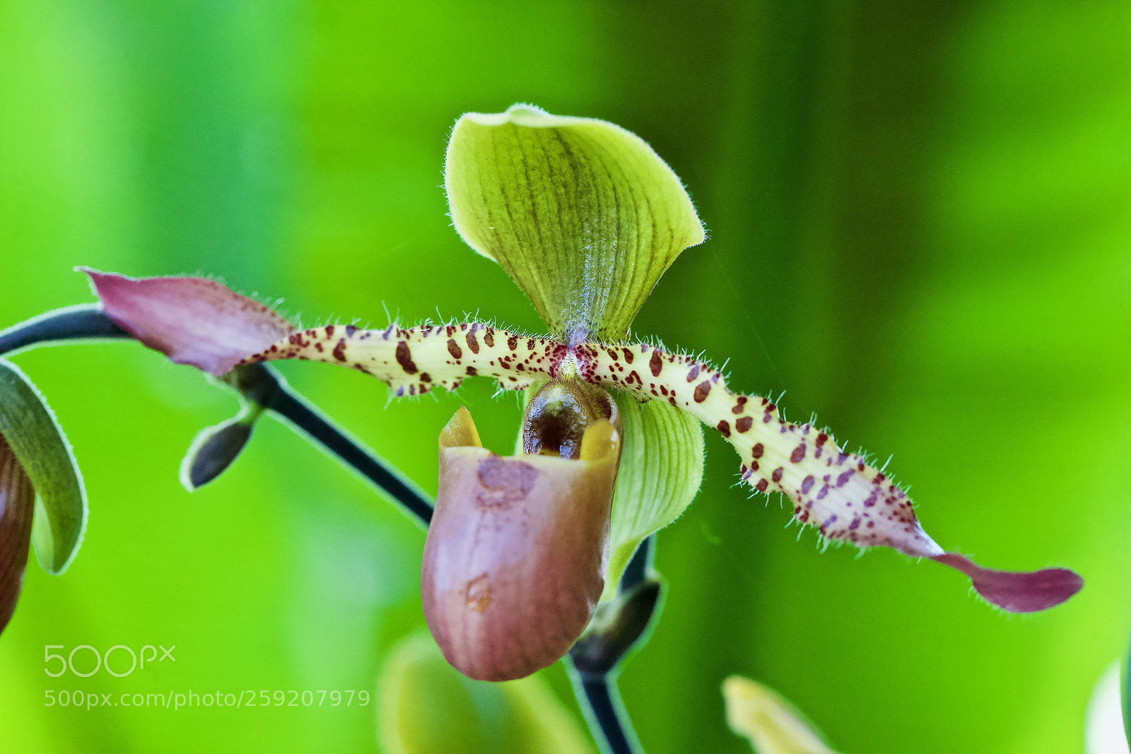 Canon EOS-1D X sample photo. Beautiful  photography