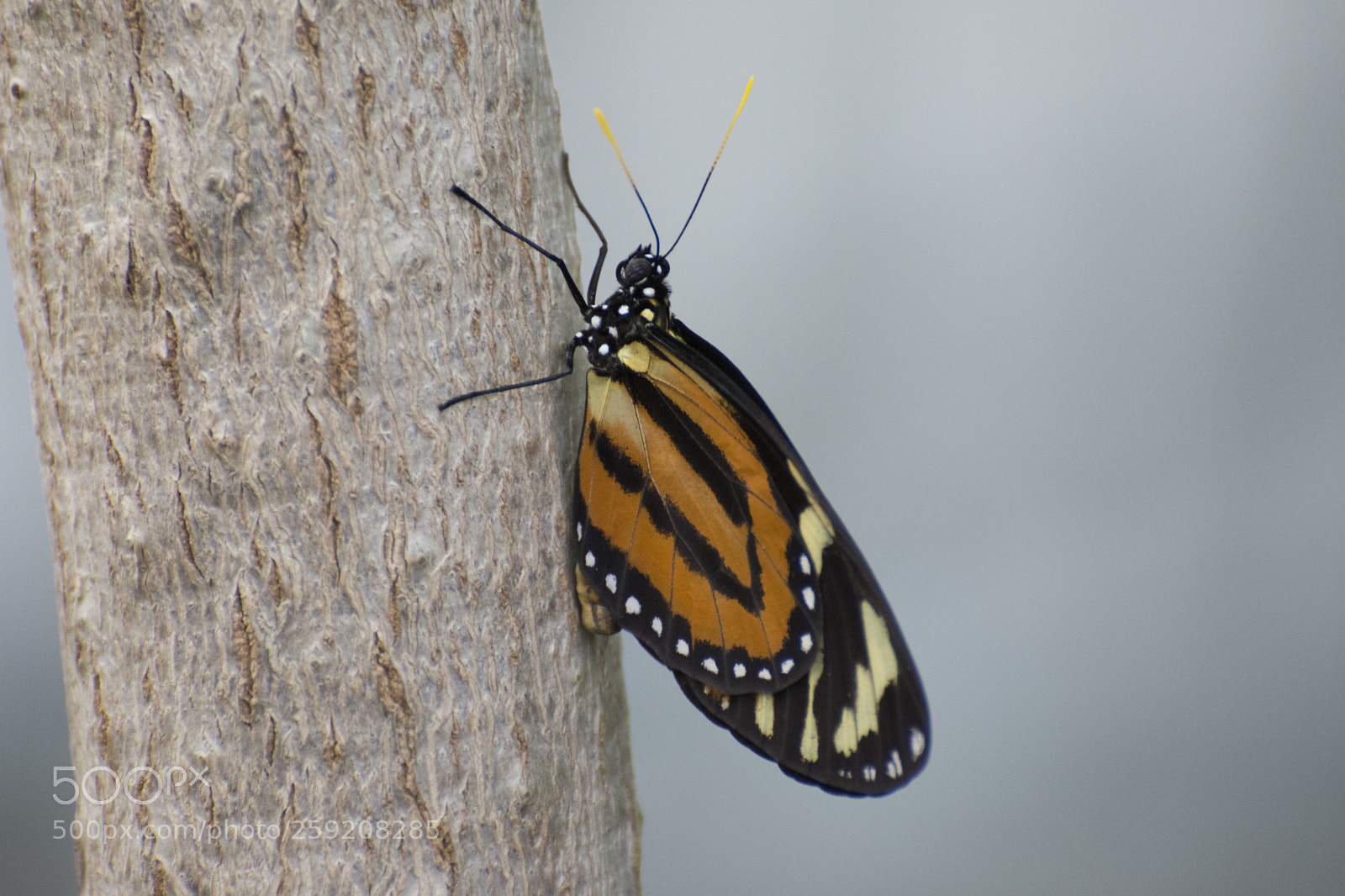 Nikon D7200 sample photo. Butterfly 2018-34 photography
