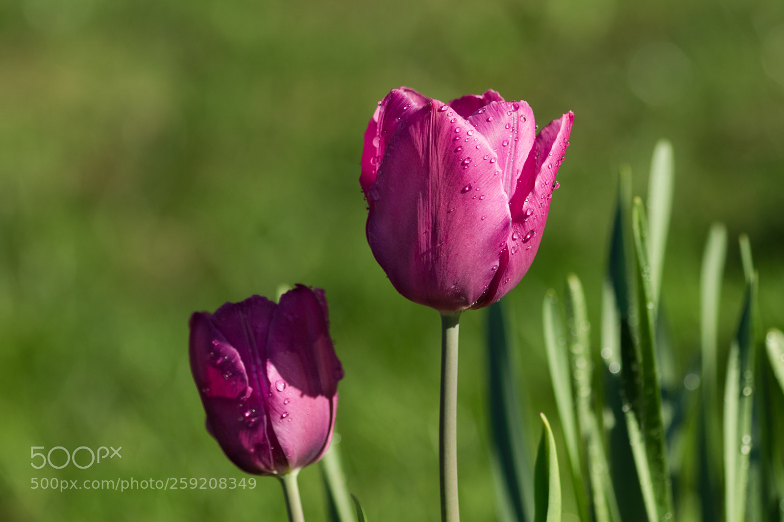 Canon EOS 800D (EOS Rebel T7i / EOS Kiss X9i) sample photo. Tulips after rain photography