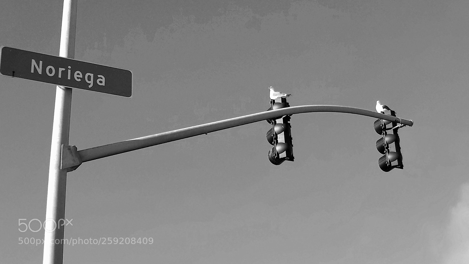 Samsung Galaxy S4 sample photo. Bird on stoplight photography