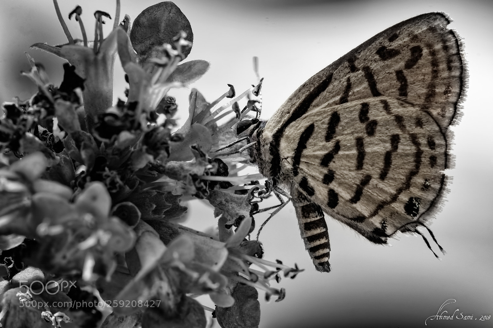Nikon D7100 sample photo. Butterfly photography