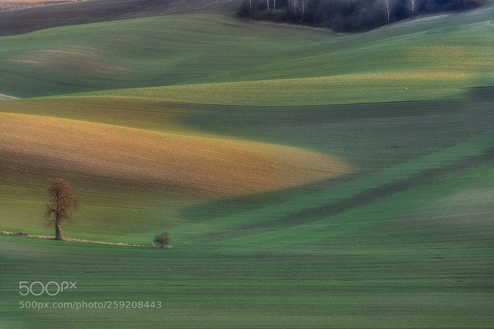 Nikon D610 sample photo. Moravian fields photography
