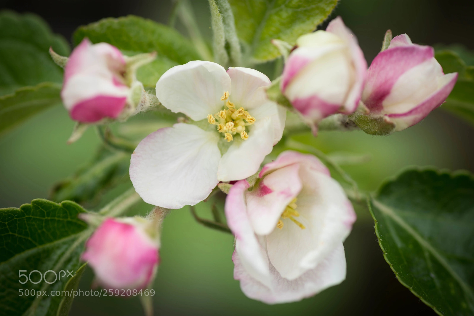 Nikon D7200 sample photo. Apple blossom photography