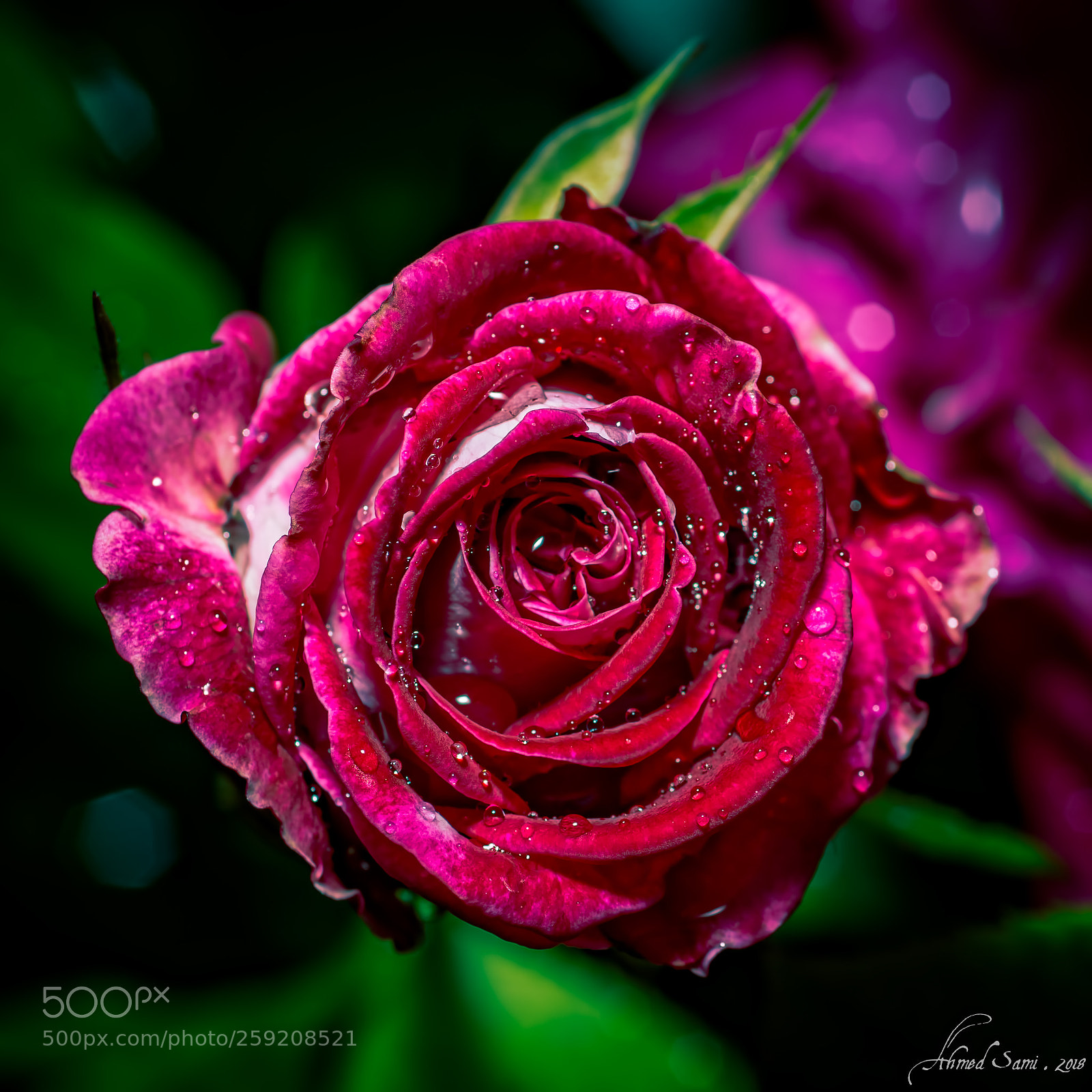 Nikon D7100 sample photo. Red rose photography