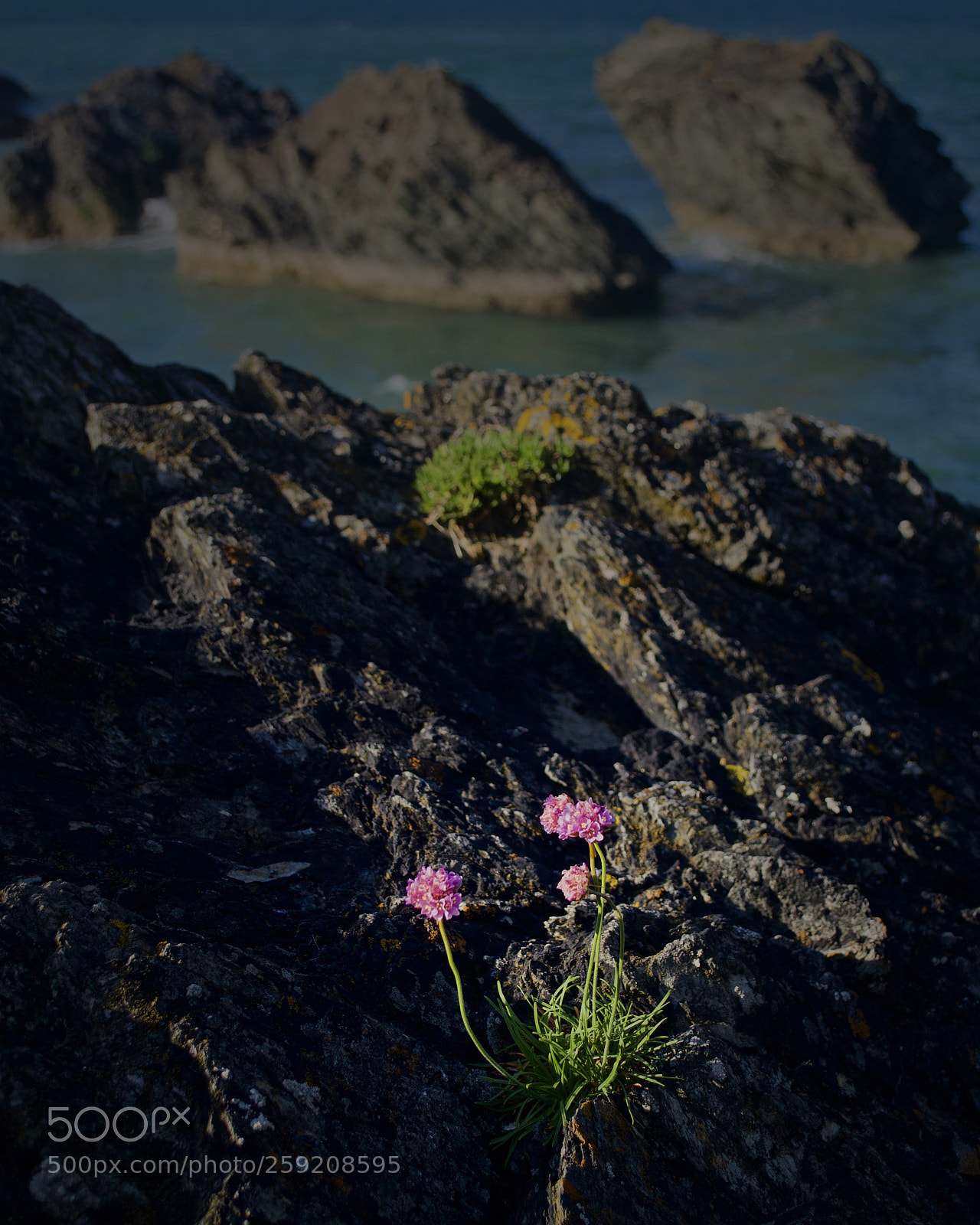 Nikon D3100 sample photo. Finding a way photography