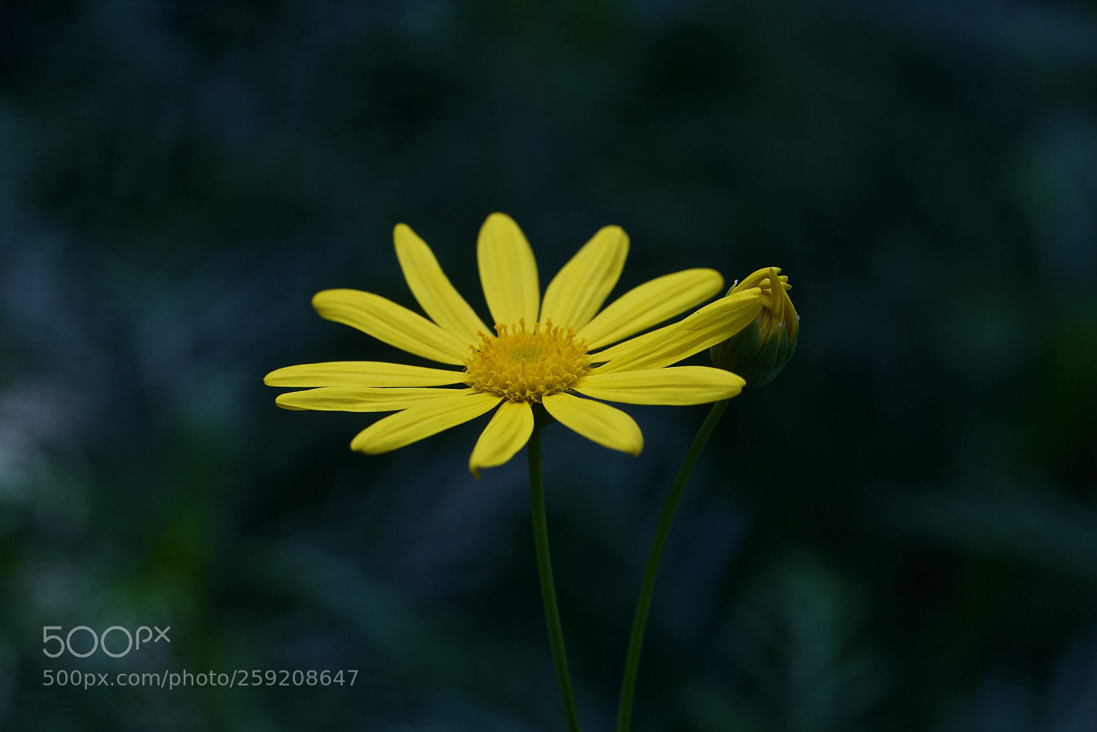 Canon EOS-1D X sample photo. Lonely... photography