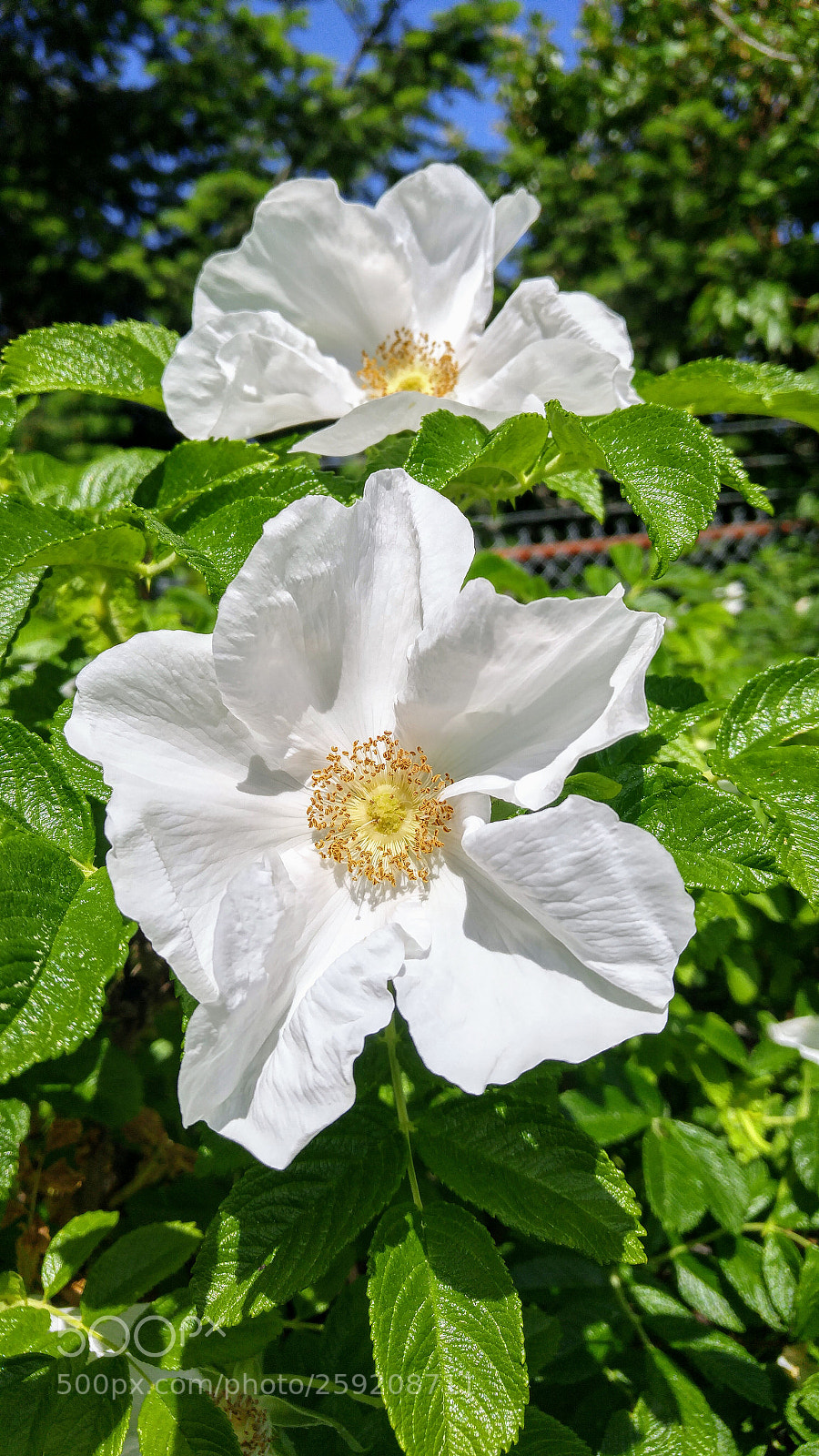 LG G4 sample photo. Early white roses photography