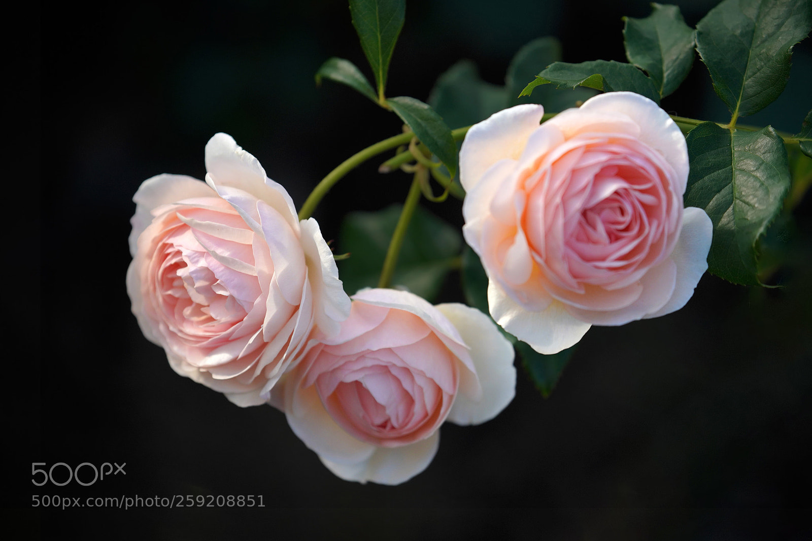 Sony a7R III sample photo. Rose photography