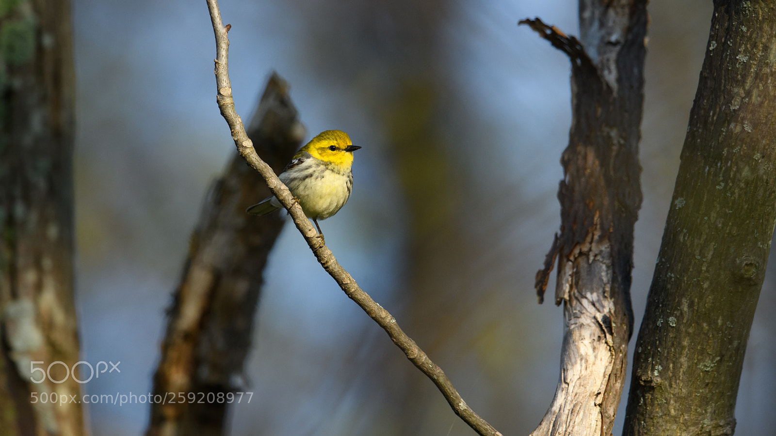 Nikon D850 sample photo. Black throated green warbler photography