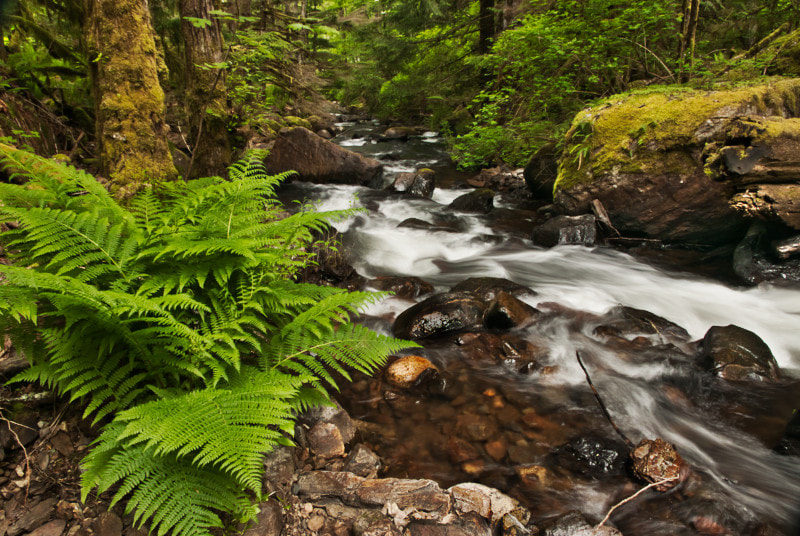 Nikon D300S sample photo. Spring flow photography