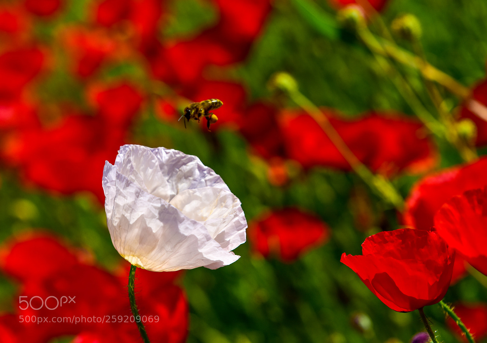 Nikon D810 sample photo. Bee and the flower photography