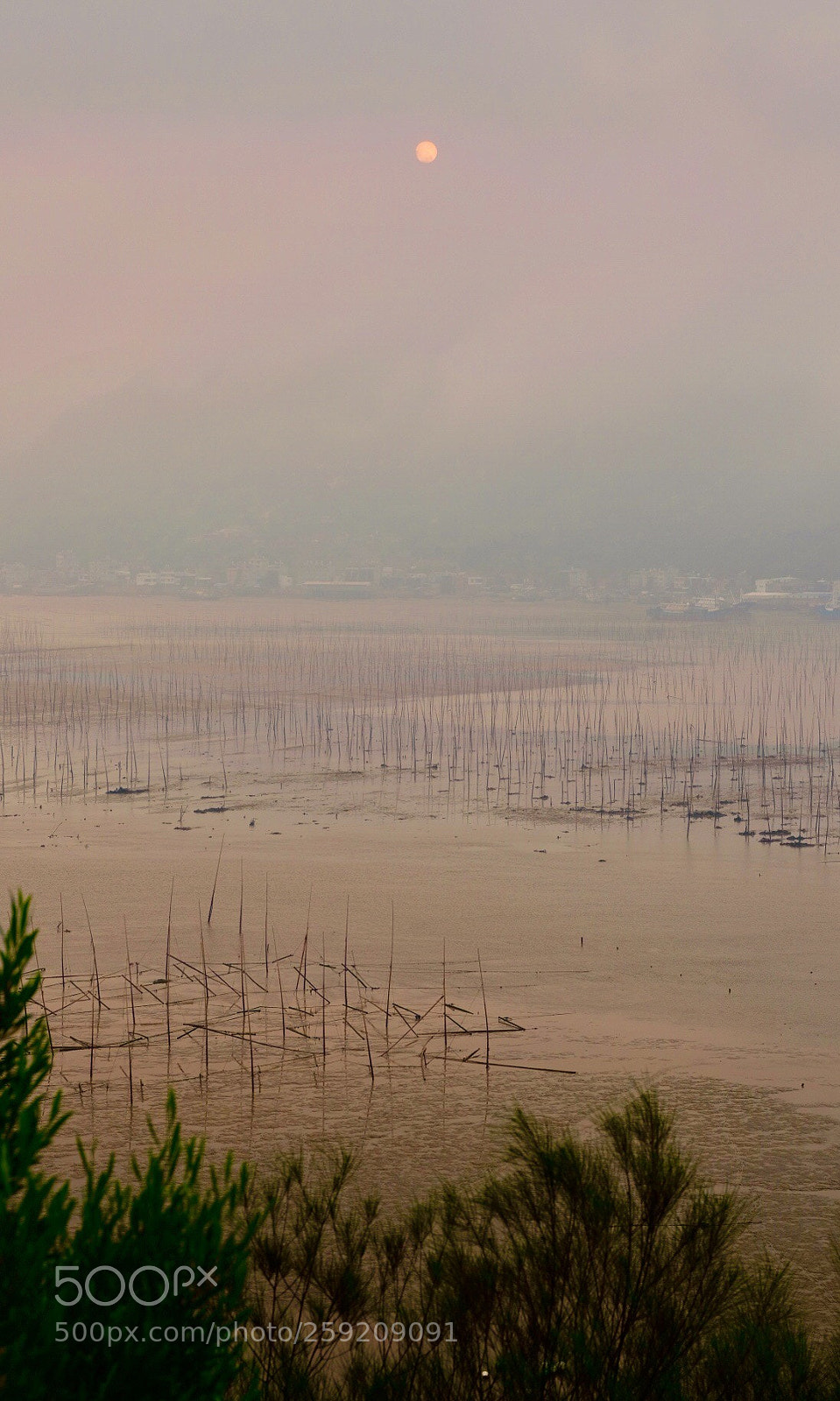 Fujifilm GFX 50S sample photo. Foggy morning  photography
