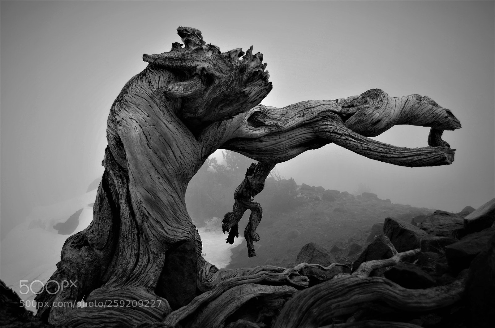 Nikon D5100 sample photo. Ancient and twisted photography