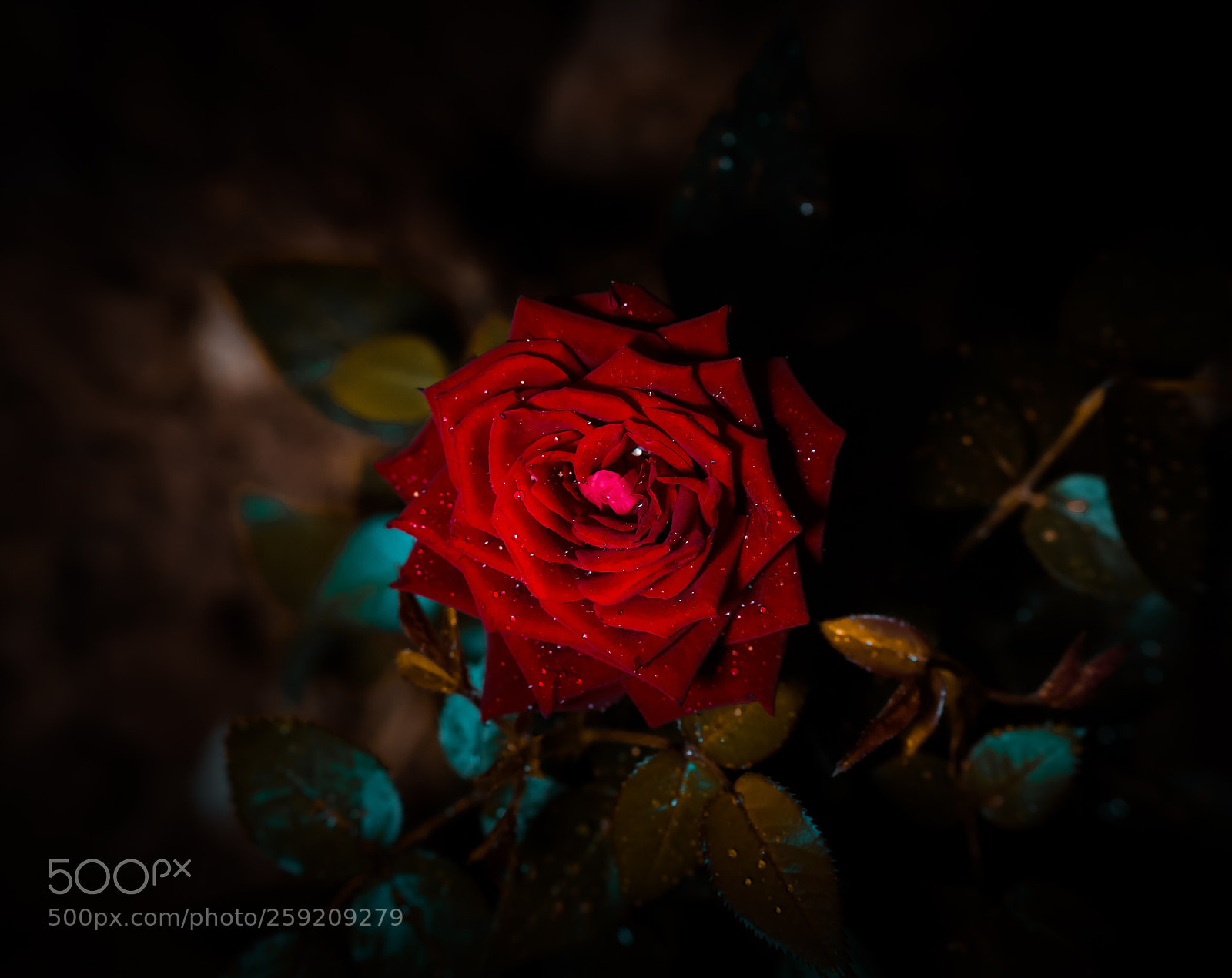 Nikon D850 sample photo. Roses photography