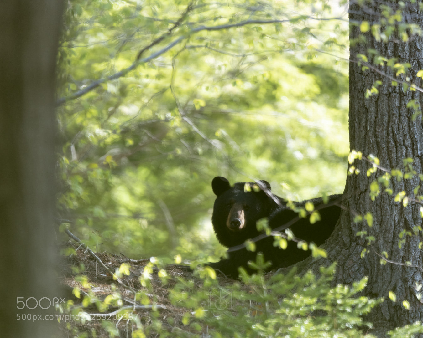 Nikon D750 sample photo. Mama bear ... photography