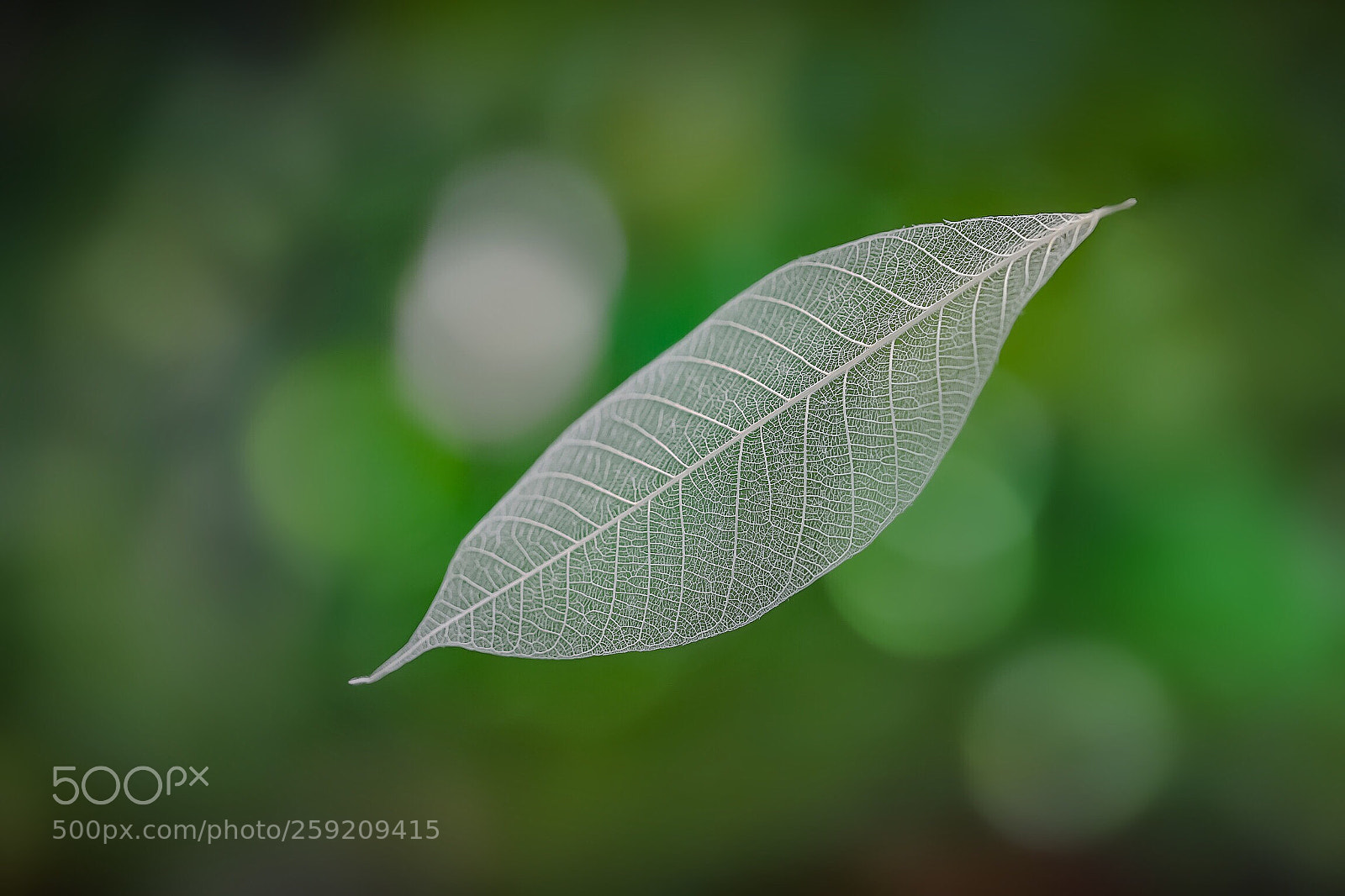 Canon EOS 6D Mark II sample photo. Gift of nature photography