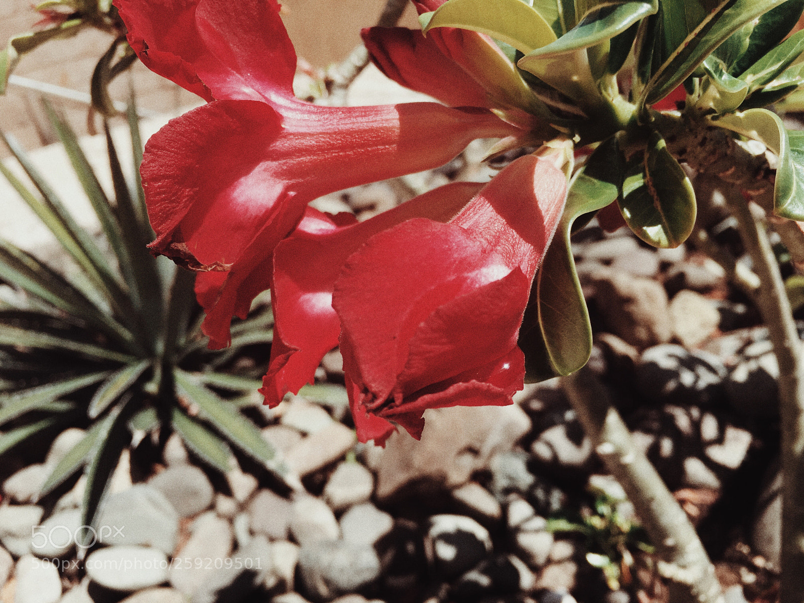 Apple iPhone 6s sample photo. Red photography