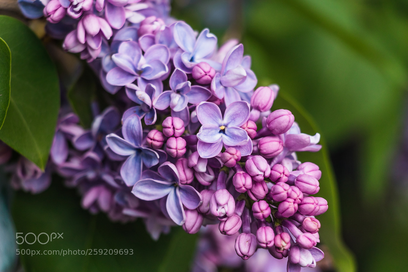 Canon EOS 800D (EOS Rebel T7i / EOS Kiss X9i) sample photo. Lilac photography
