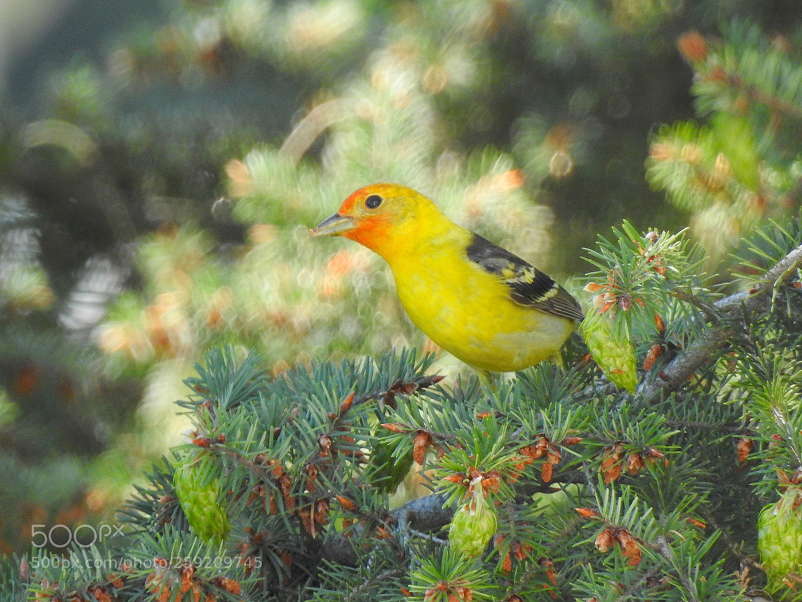 Nikon Coolpix P900 sample photo. Western tanager photography