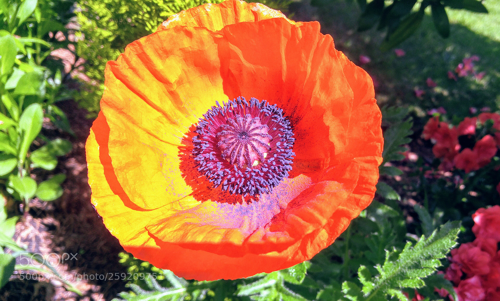 LG G4 sample photo. Beautiful bright poppy photography