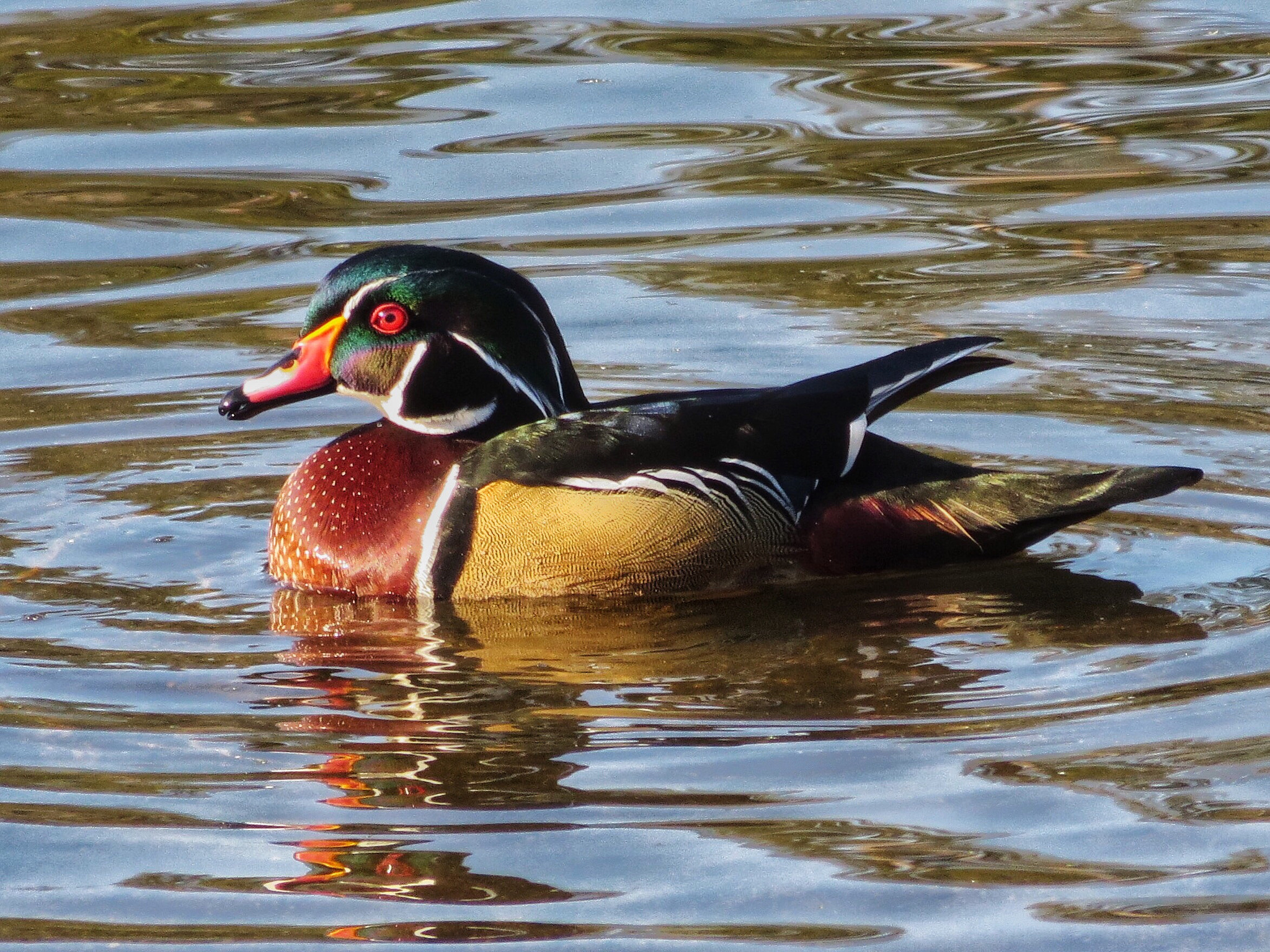Canon PowerShot SX280 HS sample photo. Wood duck in sunset photography