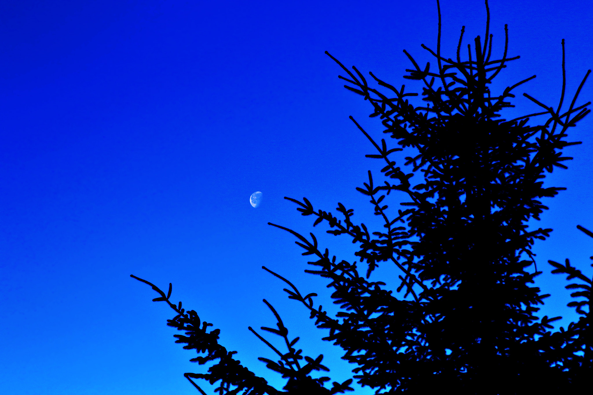 Canon EOS 7D Mark II + Canon EF 300mm F2.8L IS II USM sample photo. Which way is it to the moon? photography