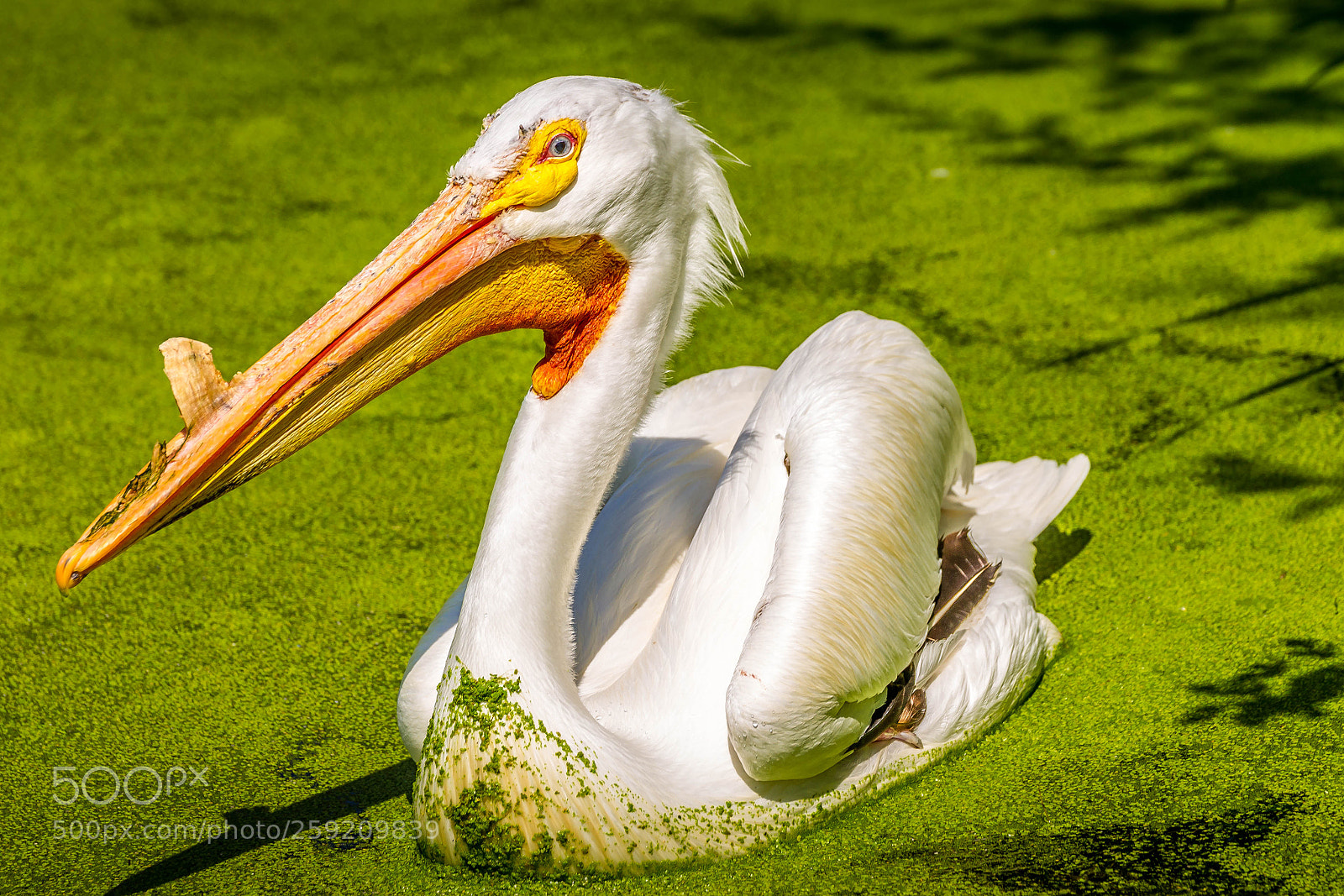 Sony Alpha DSLR-A850 sample photo. American pelican photography