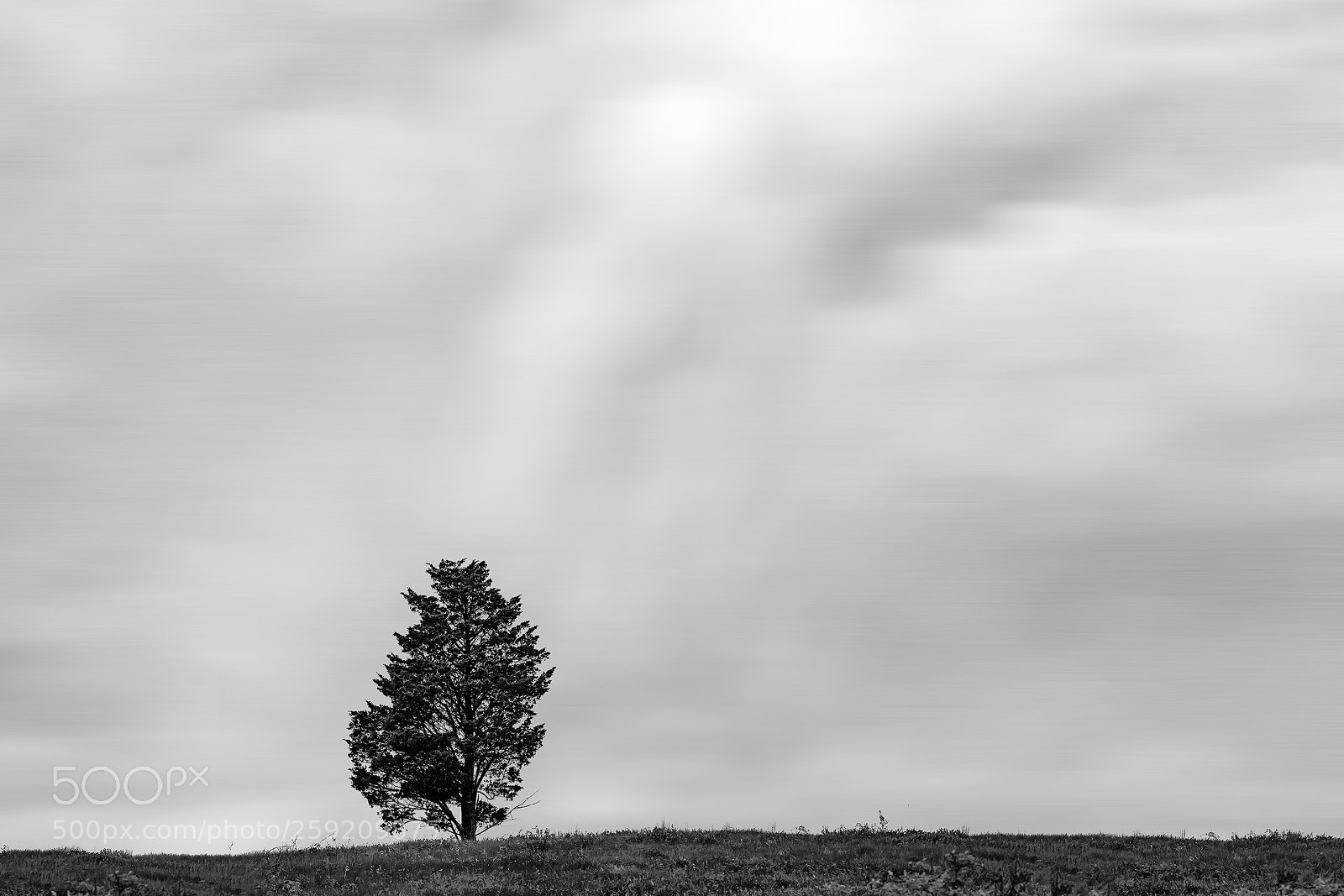 Nikon D850 sample photo. Lone tree photography