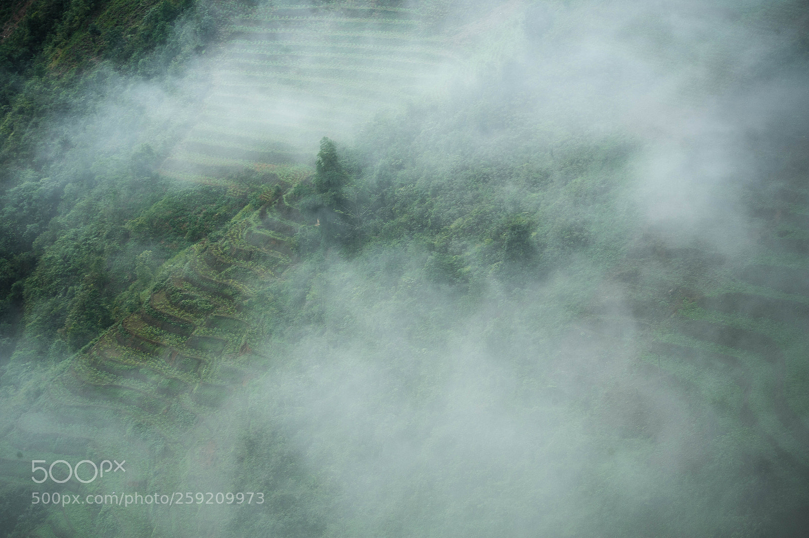 Nikon D700 sample photo. Fog photography