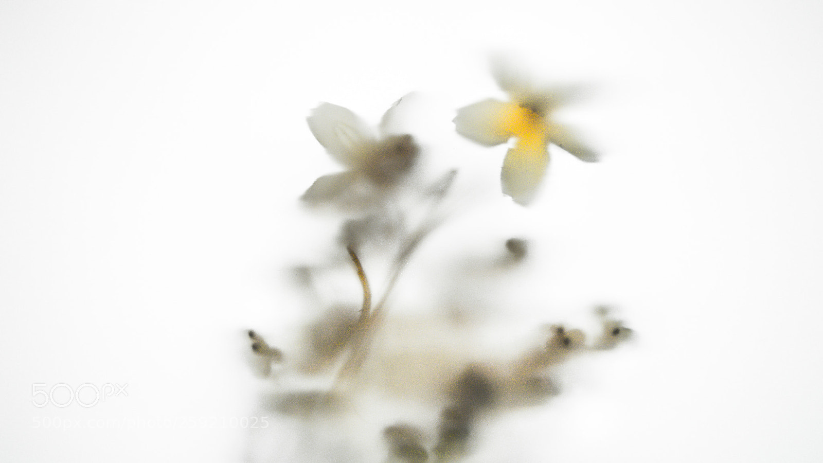 Nikon D3200 sample photo. 小花花/the floret photography