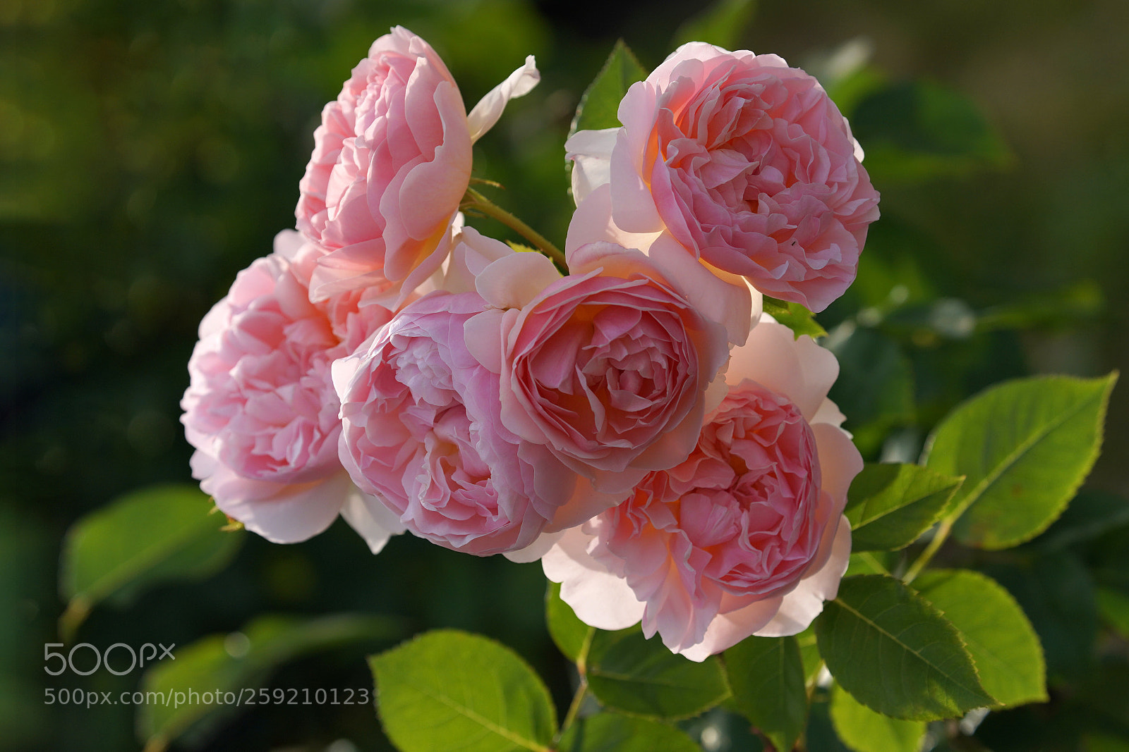 Sony a7R III sample photo. Rose photography