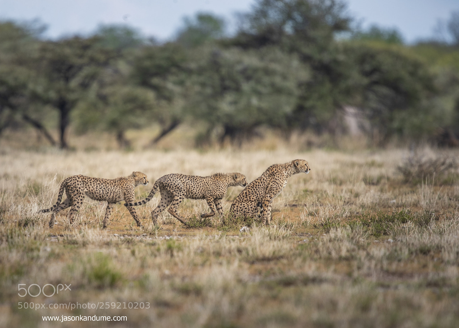 Canon EOS-1D X Mark II sample photo. Mother and cubs photography